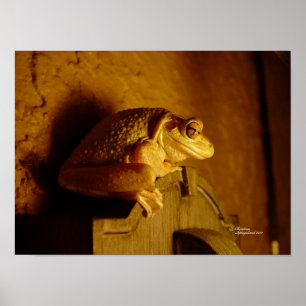 Beefy Träd Frog Skriv ut eller Poster