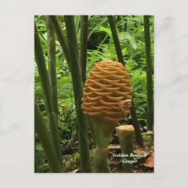 Beehive Ginger Tropical Plant Vykort
