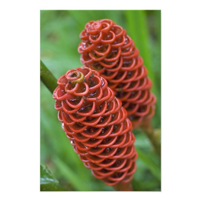 Beehive Ginger, Zingiber spectabile), Fototryck (Framsidan)