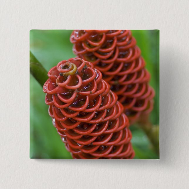 Beehive Ginger, Zingiber spectabile), Knapp (Framsida)