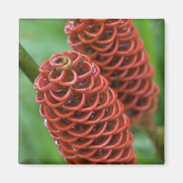 Beehive Ginger, Zingiber spectabile), Magnet (Framsidan)
