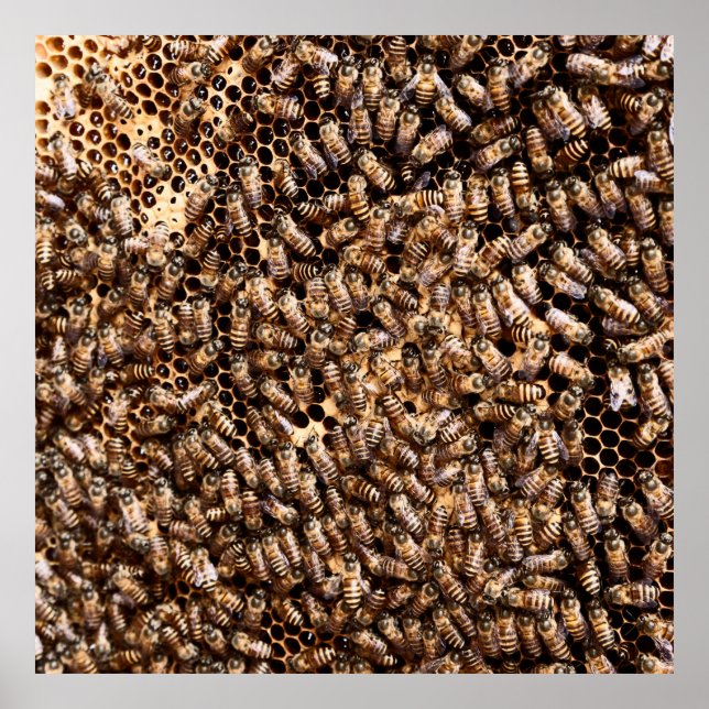 BEEHIVE POSTER (Framsidan)