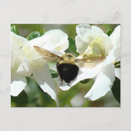 Bee'n Busy Vykort