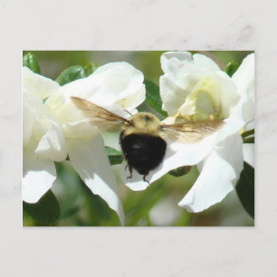 Bee'n Busy Vykort