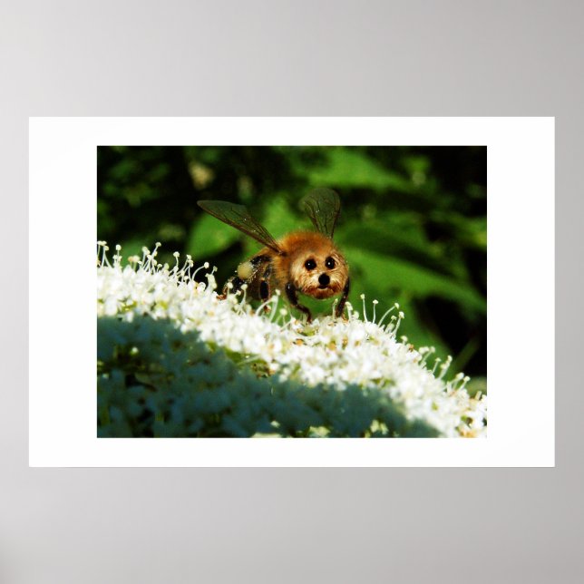 Beeog Poster (Framsidan)