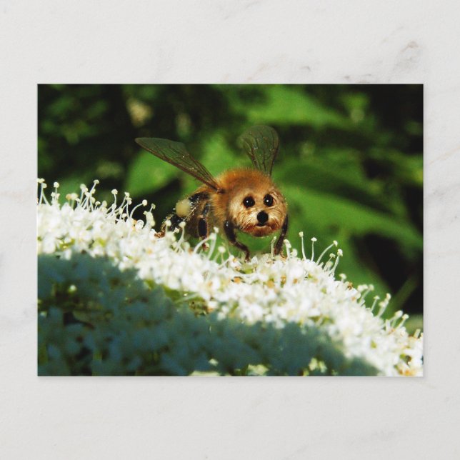 Beeog Vykort (Framsida)