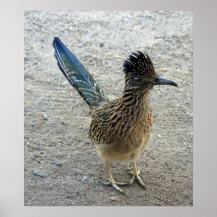 Beep Beep Roadrunner Poster