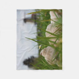 Beer relaxt in natuur met Hollandse molen. Fleecefilt