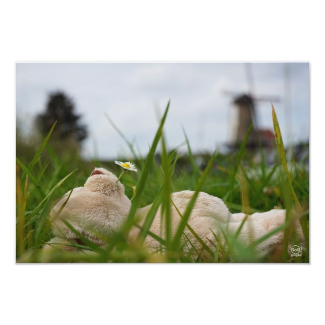 Beer relaxt in natuur met Hollandse molen. Fototryck (Framsidan)