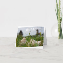 Beer relaxt in natuur met Hollandse molen. Kort