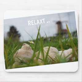 Beer relaxt in natuur met Hollandse molen. Musmatta