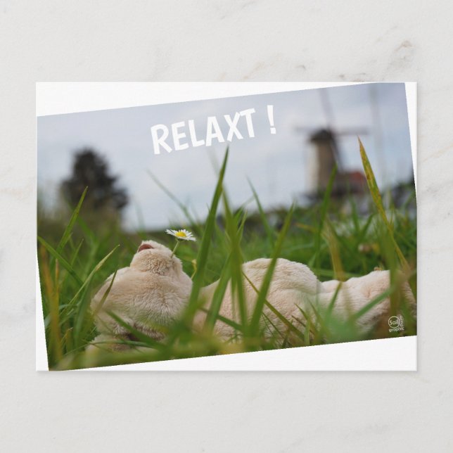 Beer relaxt in natuur met Hollandse molen. Vykort (Framsida)