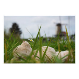 Beer relaxt liggend in het gras met een Hollandse  Fototryck