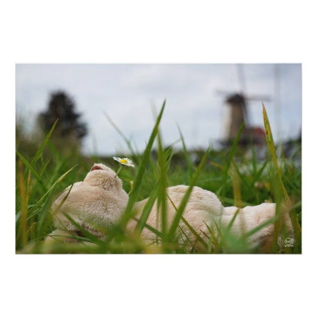 Beer relaxt liggend in het gras met een Hollandse  Fototryck (Framsidan)