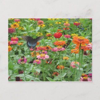 Beersheba fjädrar vykortet vykort