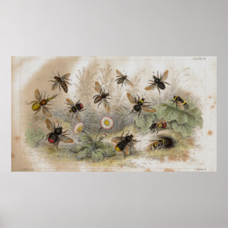 Bees Antique Lithograph-utskrift Poster