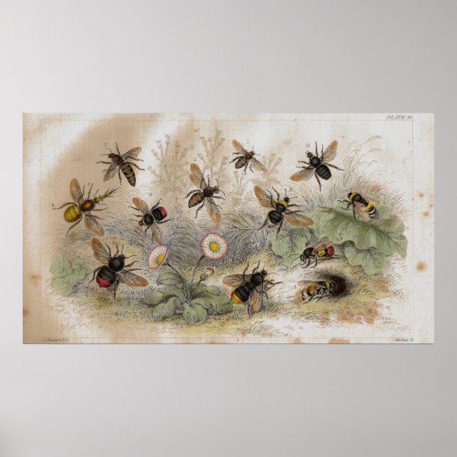Bees Antique Lithograph-utskrift Poster (Framsidan)