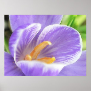 Bee's Öga View - Crocus Poster