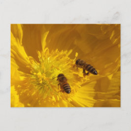 Bees Postcard Vykort