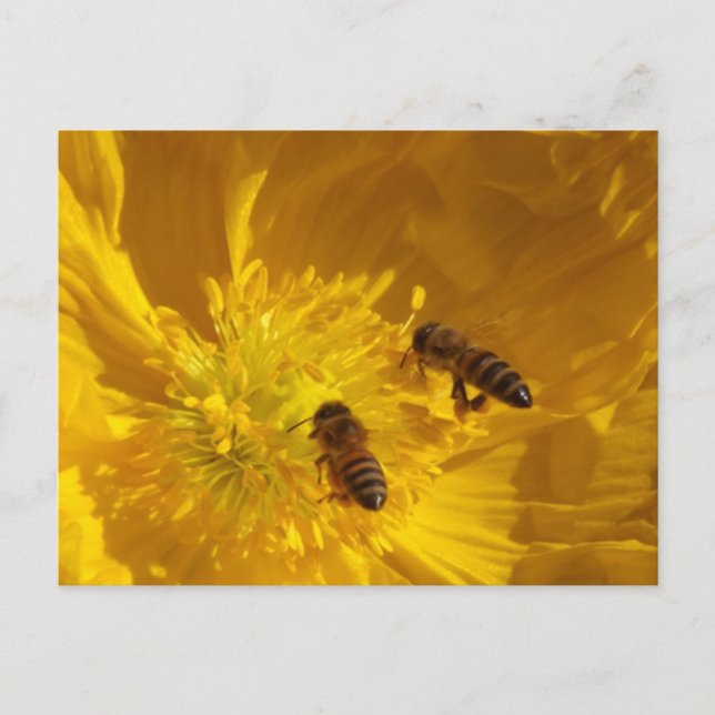 Bees Postcard Vykort (Framsida)