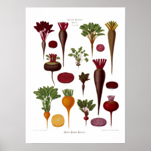 Beet Poster