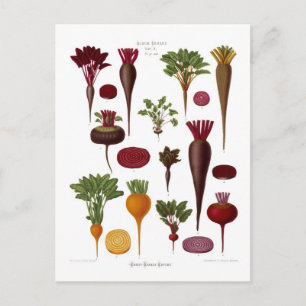 Beet Vykort