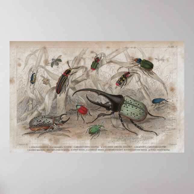 Beetle Antique Lithographic print Poster (Framsidan)