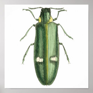 Beetle av metallträ poster