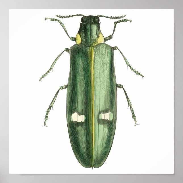 Beetle av metallträ poster (Framsidan)