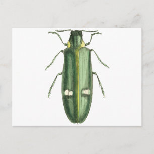 Beetle av metallträ vykort