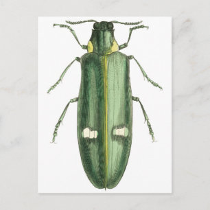 Beetle av metallträ vykort