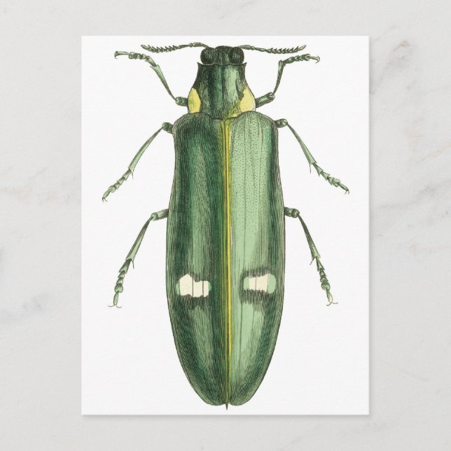 Beetle av metallträ vykort (Framsida)