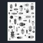 Beetle Black & White Poster<br><div class="desc">Vattenfärgen kryp och skalbaggar mönster i svartvitt och svartvitt. Perfekt för entomologer och natur älskare,  och även för Halloween! Originalkonst av Nic Squirrell.</div>