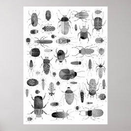 Beetle Black & White Poster