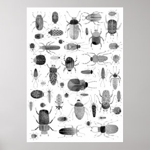 Beetle Black & White Poster