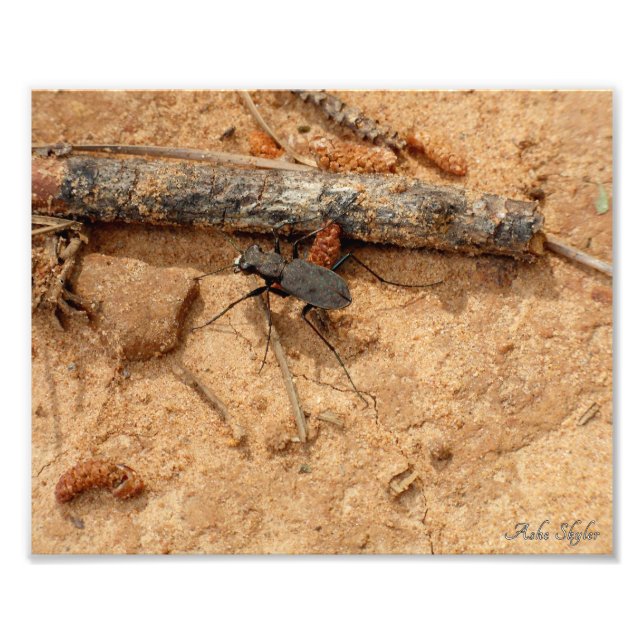 Beetle Fototryck (Framsidan)