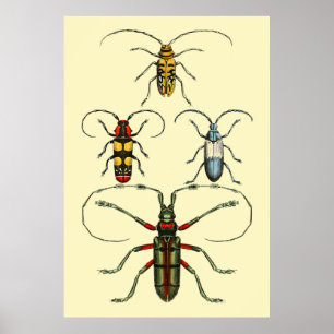 Beetle Insekter Collection Poster