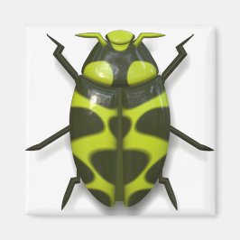 Beetle kryp insekt söt magnet