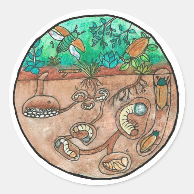 Beetle Life Cycle Sticker Runt Klistermärke (Framsida)