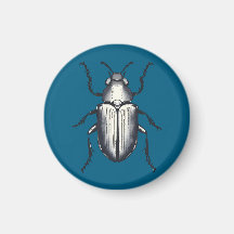 Beetle