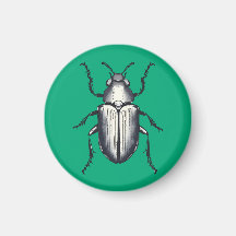 Beetle