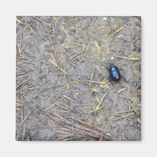 Beetle Magnet