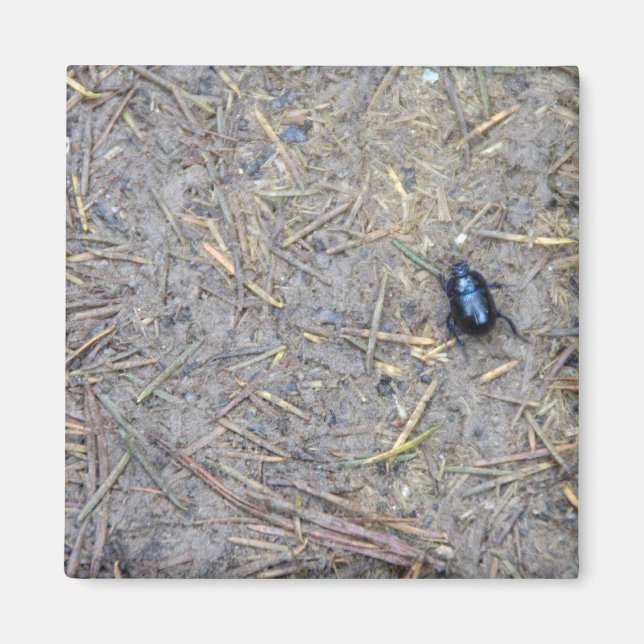 Beetle Magnet (Framsidan)