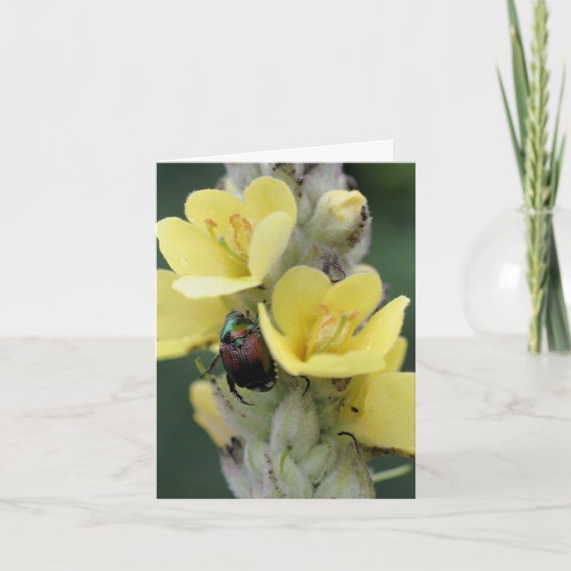 Beetle On Mullein Flower Photography  Anteckningskort (Framsida)
