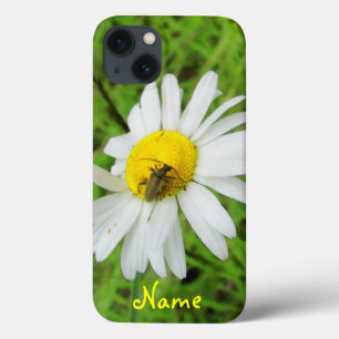 Beetle på en Daisy