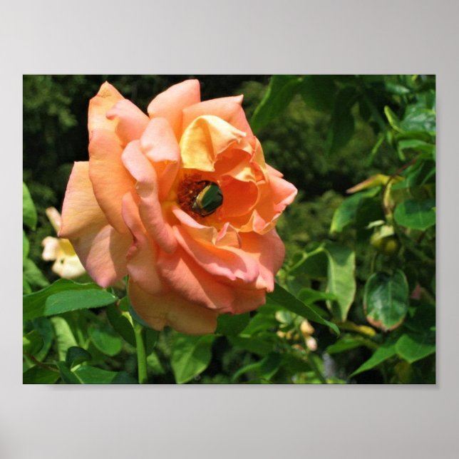 Beetle på Ro Poster (Framsidan)