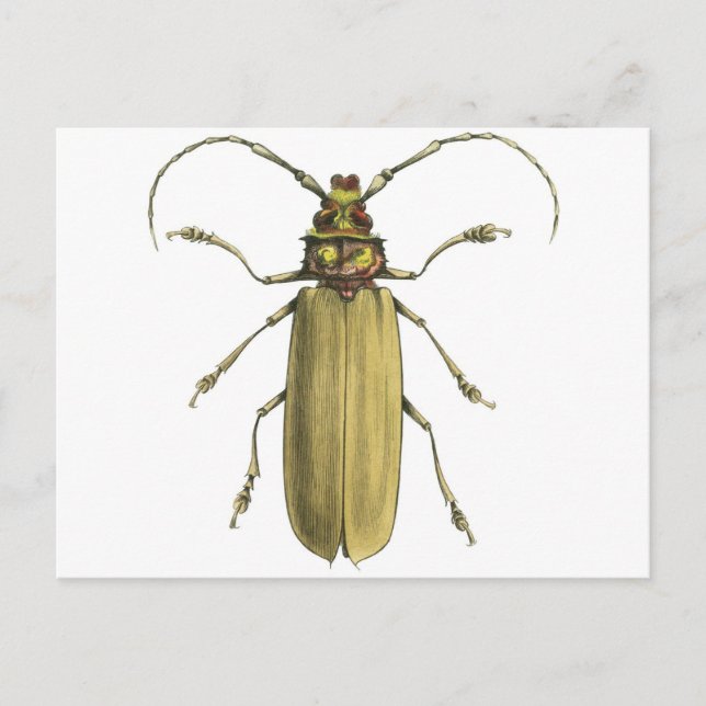 Beetle, Prionus Corticinus Vykort (Framsida)