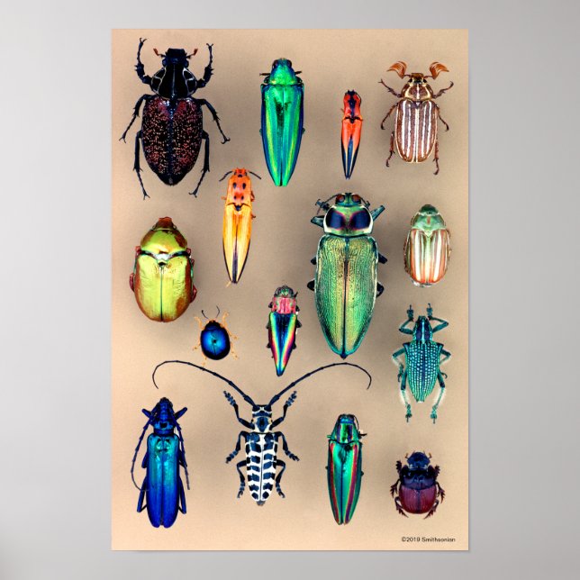 Beetle-samling Poster (Framsidan)