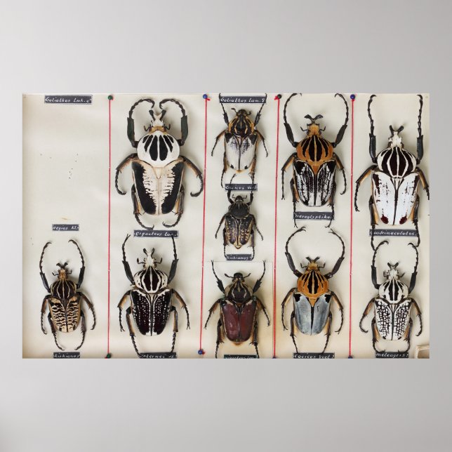 Beetle Species Bug Insect nature photograph  Poster (Framsidan)