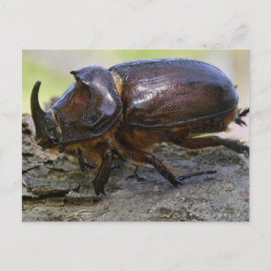 Beetle Vykort